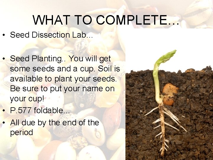 WHAT TO COMPLETE… • Seed Dissection Lab… • Seed Planting. . You will get