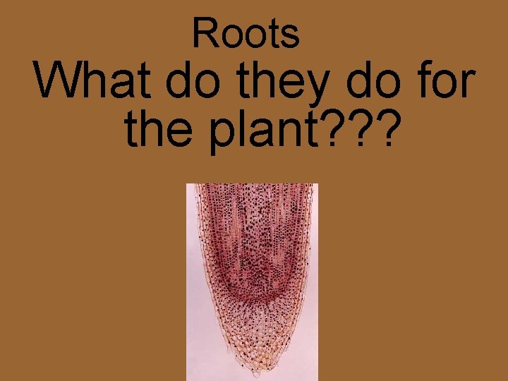 Roots What do they do for the plant? ? ? Roots What do they do for the plant? ? ?