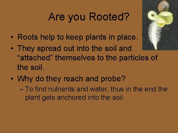Are you Rooted? • Roots help to keep plants in place. • They spread Are you Rooted? • Roots help to keep plants in place. • They spread