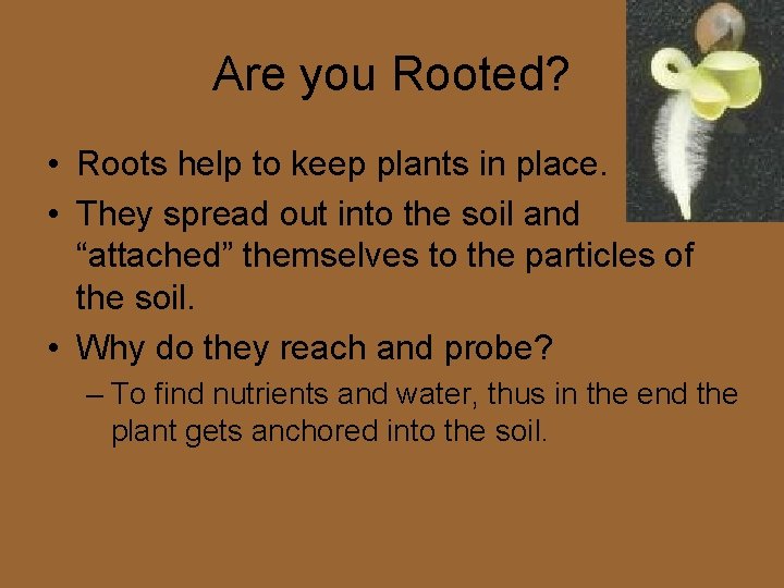 Are you Rooted? • Roots help to keep plants in place. • They spread