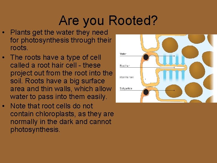 Are you Rooted? • Plants get the water they need for photosynthesis through their