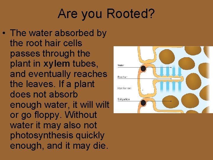 Are you Rooted? • The water absorbed by the root hair cells passes through