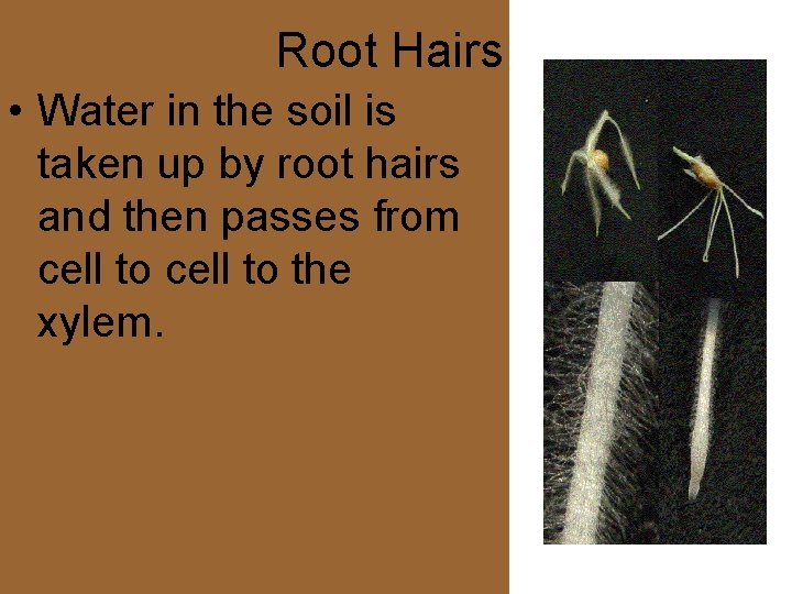 Root Hairs • Water in the soil is taken up by root hairs and