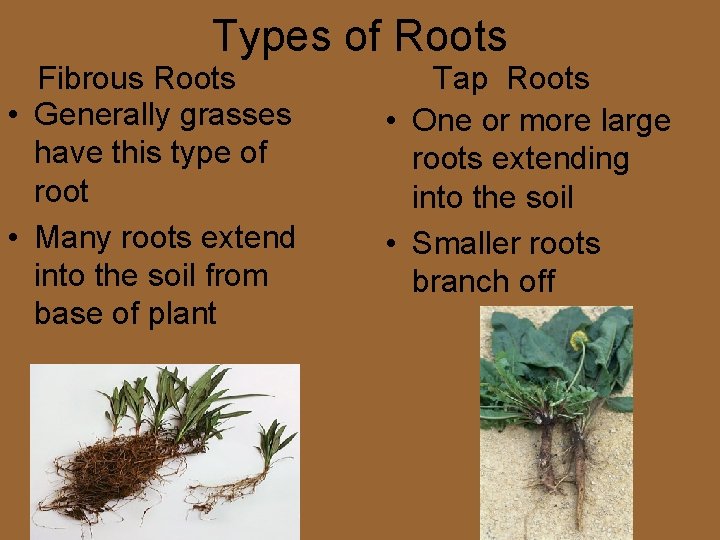 Types of Roots Fibrous Roots • Generally grasses have this type of root • Types of Roots Fibrous Roots • Generally grasses have this type of root •