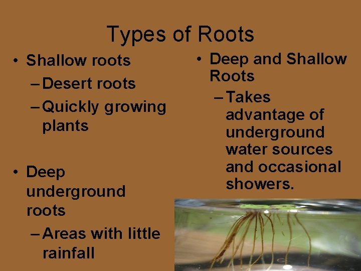 Types of Roots • Shallow roots – Desert roots – Quickly growing plants •