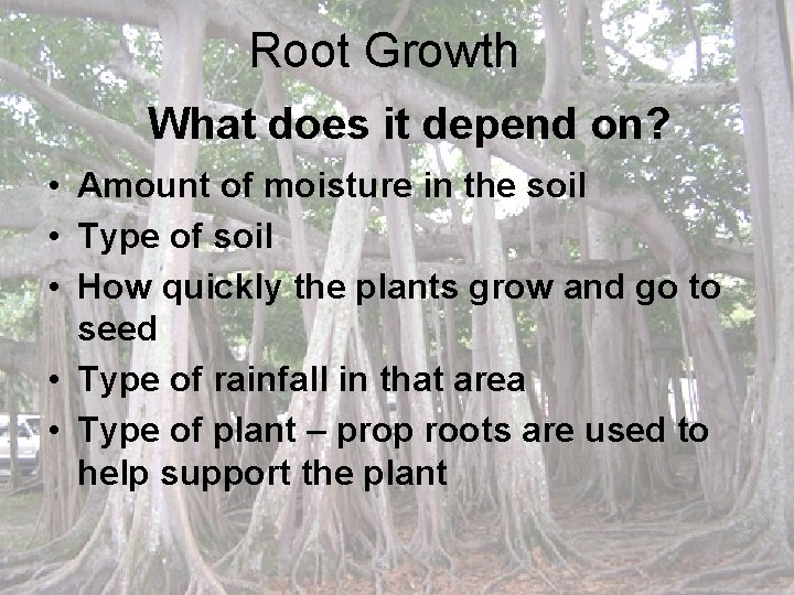 Root Growth What does it depend on? • Amount of moisture in the soil Root Growth What does it depend on? • Amount of moisture in the soil