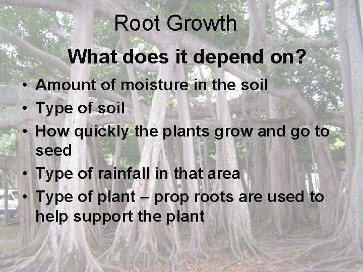 Root Growth What does it depend on? • Amount of moisture in the soil