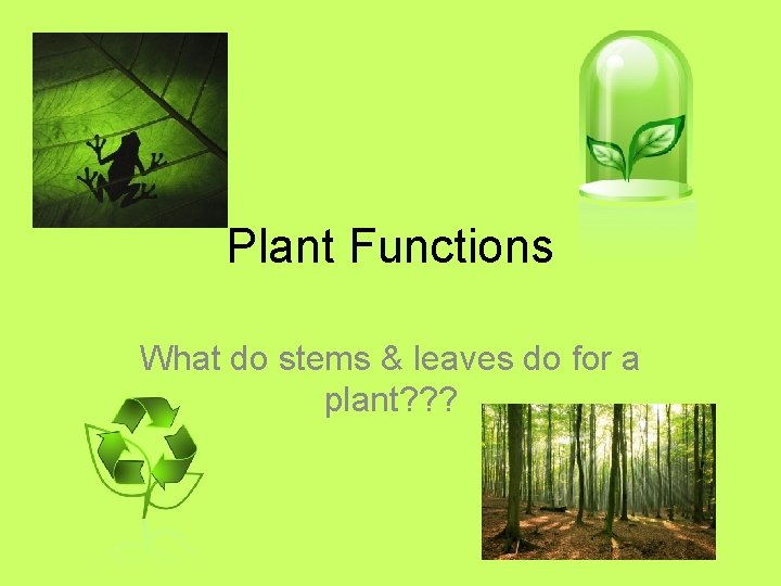 Plant Functions What do stems & leaves do for a plant? ? ? 