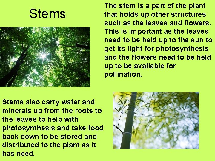 Stems also carry water and minerals up from the roots to the leaves to Stems also carry water and minerals up from the roots to the leaves to
