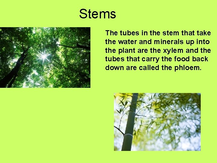 Stems The tubes in the stem that take the water and minerals up into Stems The tubes in the stem that take the water and minerals up into