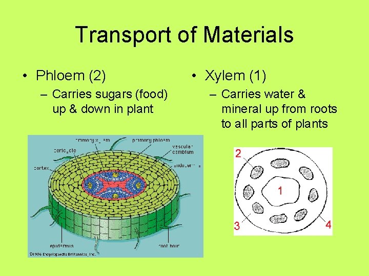 Transport of Materials • Phloem (2) – Carries sugars (food) up & down in