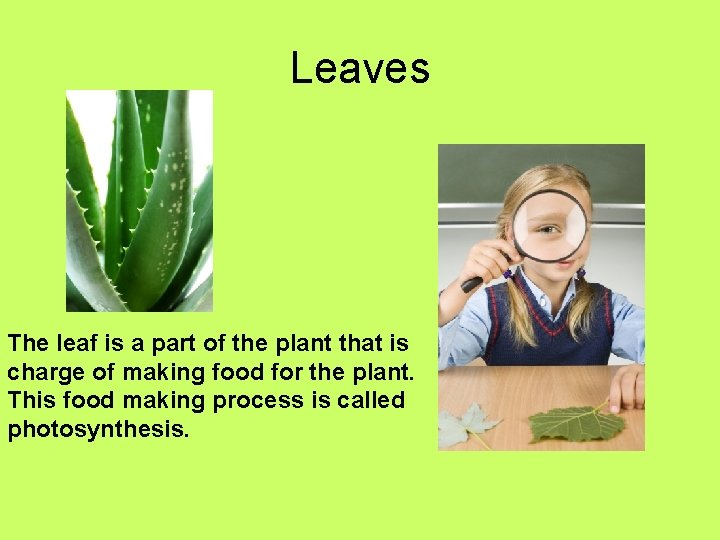 Leaves The leaf is a part of the plant that is charge of making