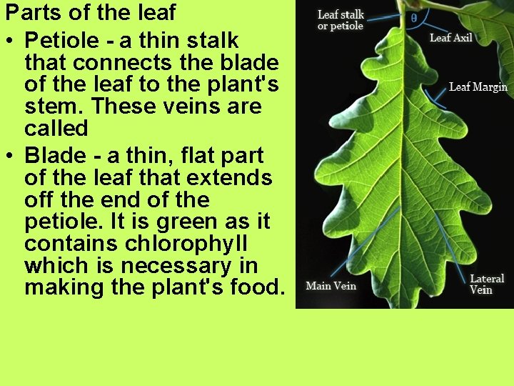 Parts of the leaf • Petiole - a thin stalk that connects the blade Parts of the leaf • Petiole - a thin stalk that connects the blade