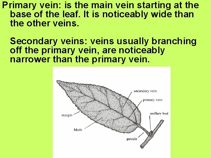 Primary vein: is the main vein starting at the base of the leaf. It