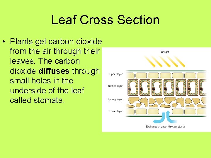 Leaf Cross Section • Plants get carbon dioxide from the air through their leaves. Leaf Cross Section • Plants get carbon dioxide from the air through their leaves.