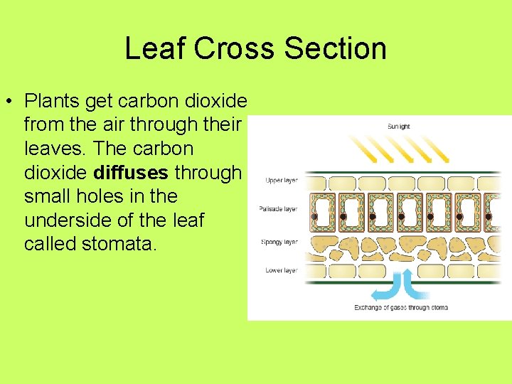 Leaf Cross Section • Plants get carbon dioxide from the air through their leaves.