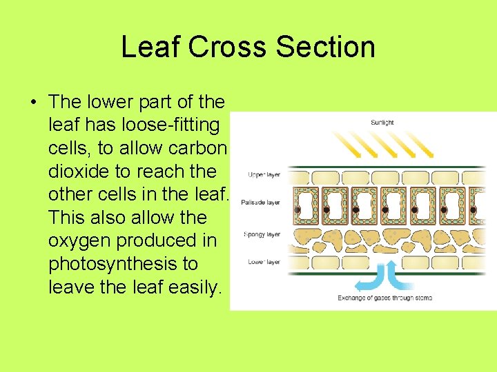Leaf Cross Section • The lower part of the leaf has loose-fitting cells, to