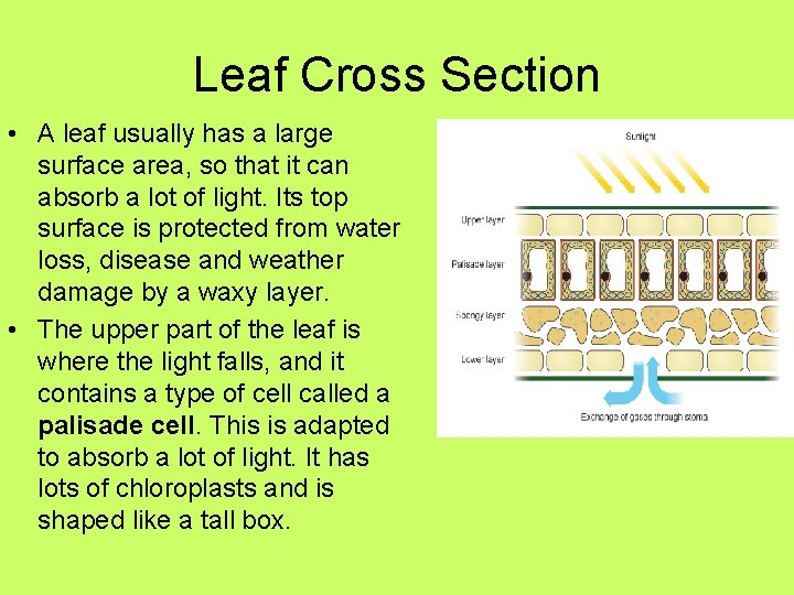 Leaf Cross Section • A leaf usually has a large surface area, so that Leaf Cross Section • A leaf usually has a large surface area, so that