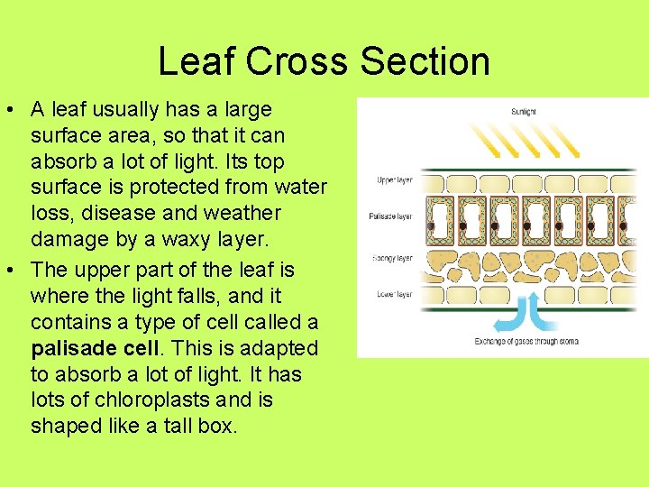 Leaf Cross Section • A leaf usually has a large surface area, so that