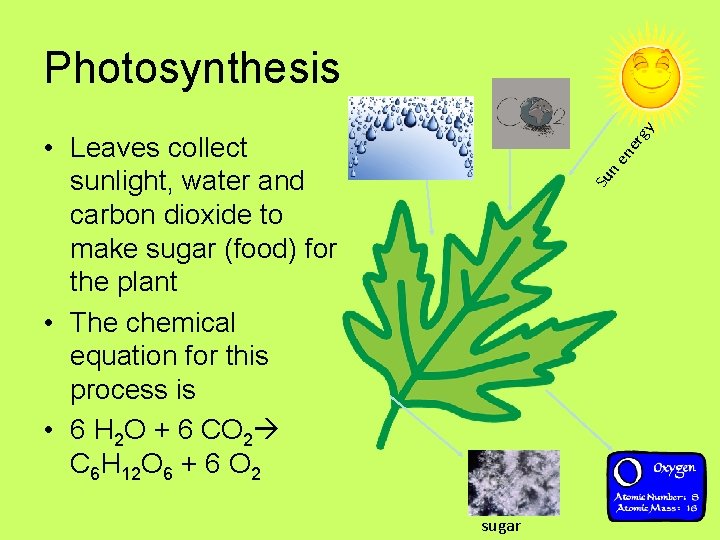 y Photosynthesis Su ne ne rg • Leaves collect sunlight, water and carbon dioxide