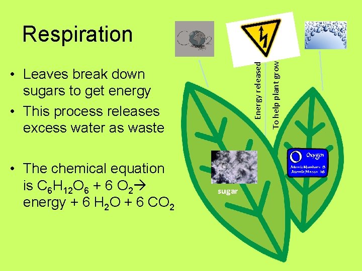 • Leaves break down sugars to get energy • This process releases excess • Leaves break down sugars to get energy • This process releases excess