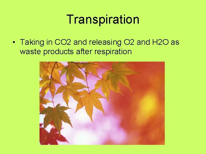 Transpiration • Taking in CO 2 and releasing O 2 and H 2 O Transpiration • Taking in CO 2 and releasing O 2 and H 2 O