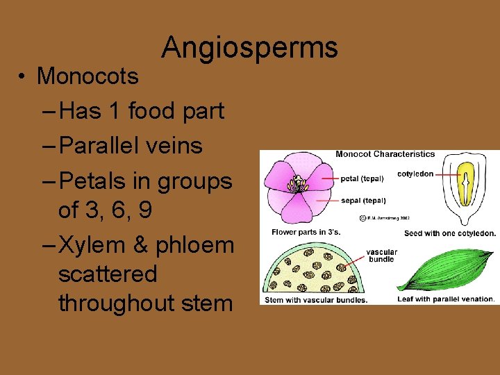 Angiosperms • Monocots – Has 1 food part – Parallel veins – Petals in
