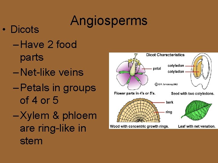 Angiosperms • Dicots – Have 2 food parts – Net-like veins – Petals in