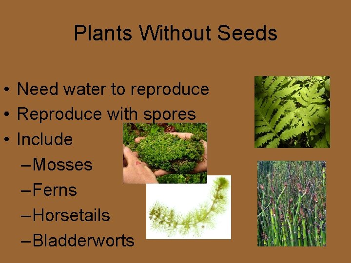 Plants Without Seeds • Need water to reproduce • Reproduce with spores • Include Plants Without Seeds • Need water to reproduce • Reproduce with spores • Include