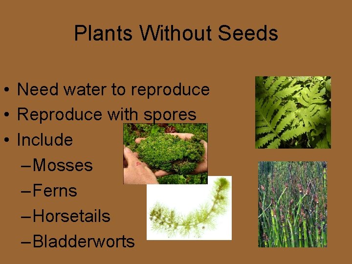 Plants Without Seeds • Need water to reproduce • Reproduce with spores • Include