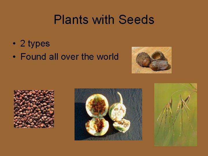 Plants with Seeds • 2 types • Found all over the world 