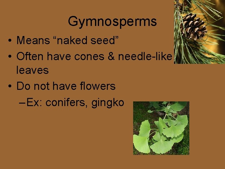 Gymnosperms • Means “naked seed” • Often have cones & needle-like leaves • Do Gymnosperms • Means “naked seed” • Often have cones & needle-like leaves • Do