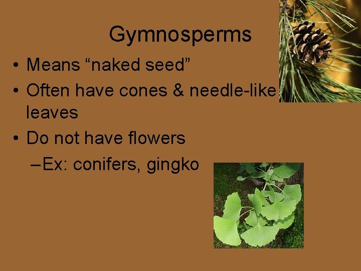 Gymnosperms • Means “naked seed” • Often have cones & needle-like leaves • Do