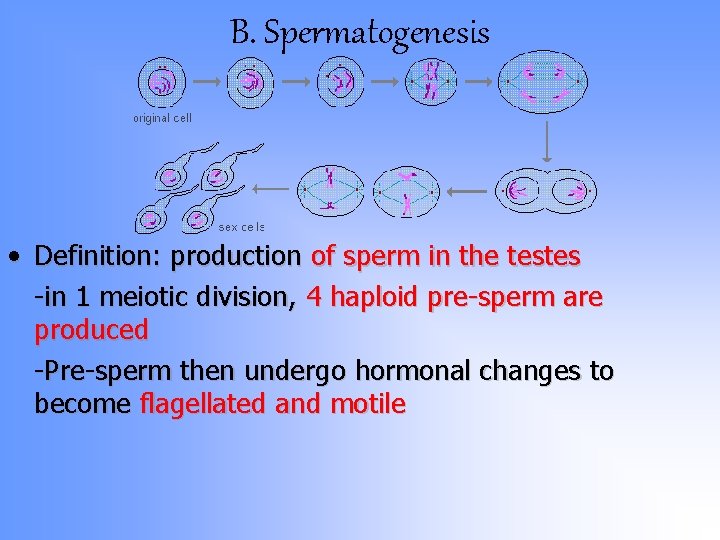 B. Spermatogenesis • Definition: production of sperm in the testes -in 1 meiotic division, B. Spermatogenesis • Definition: production of sperm in the testes -in 1 meiotic division,