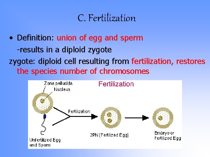 C. Fertilization • Definition: union of egg and sperm -results in a diploid zygote: C. Fertilization • Definition: union of egg and sperm -results in a diploid zygote: