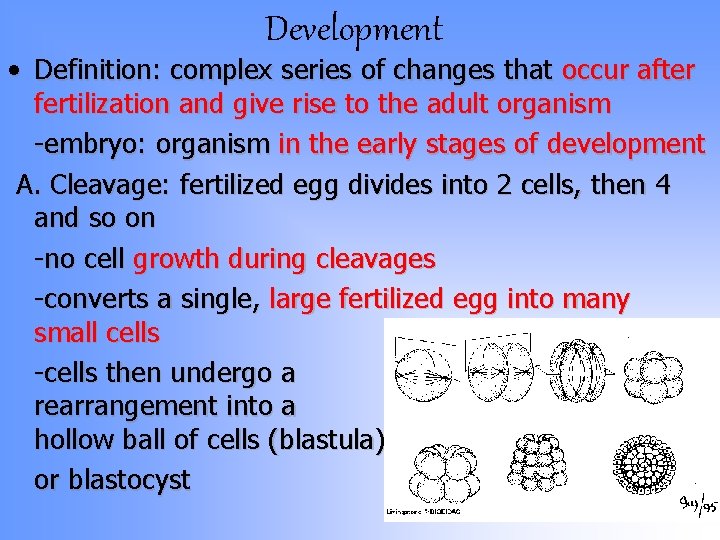 Development • Definition: complex series of changes that occur after fertilization and give rise Development • Definition: complex series of changes that occur after fertilization and give rise