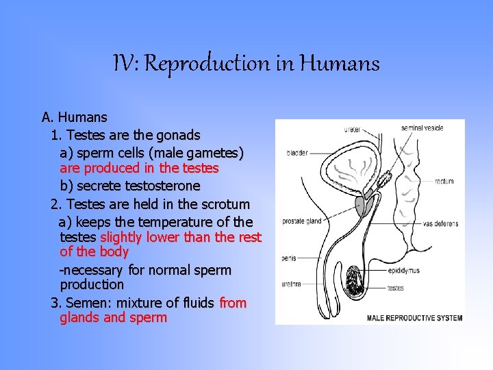 IV: Reproduction in Humans A. Humans 1. Testes are the gonads a) sperm cells IV: Reproduction in Humans A. Humans 1. Testes are the gonads a) sperm cells
