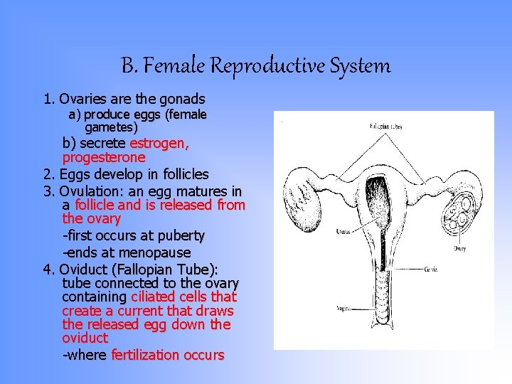 B. Female Reproductive System 1. Ovaries are the gonads a) produce eggs (female gametes) B. Female Reproductive System 1. Ovaries are the gonads a) produce eggs (female gametes)