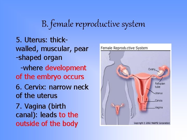 B. female reproductive system 5. Uterus: thickwalled, muscular, pear -shaped organ -where development of B. female reproductive system 5. Uterus: thickwalled, muscular, pear -shaped organ -where development of