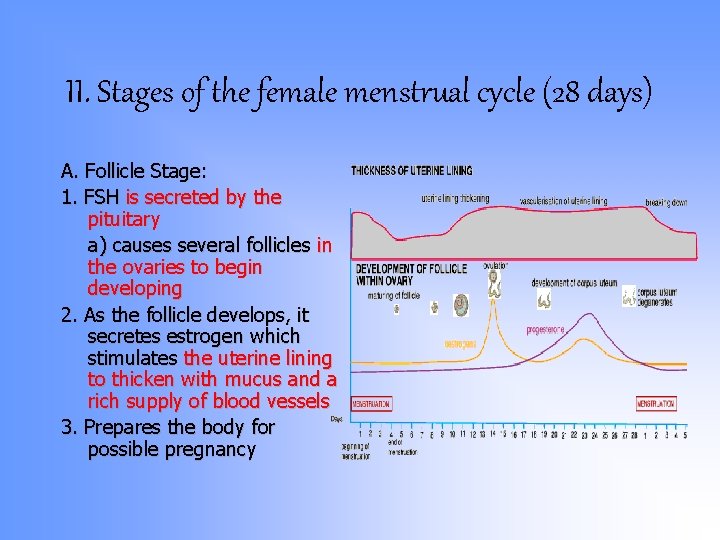 II. Stages of the female menstrual cycle (28 days) A. Follicle Stage: 1. FSH II. Stages of the female menstrual cycle (28 days) A. Follicle Stage: 1. FSH