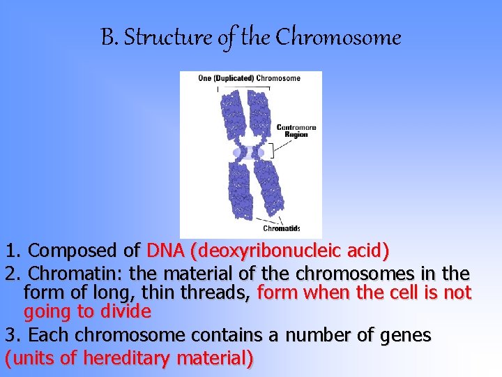 B. Structure of the Chromosome 1. Composed of DNA (deoxyribonucleic acid) 2. Chromatin: the B. Structure of the Chromosome 1. Composed of DNA (deoxyribonucleic acid) 2. Chromatin: the