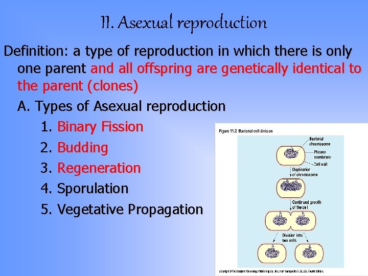 II. Asexual reproduction Definition: a type of reproduction in which there is only one II. Asexual reproduction Definition: a type of reproduction in which there is only one