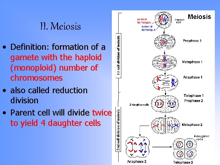 Unit X The Life Process of Reproduction I