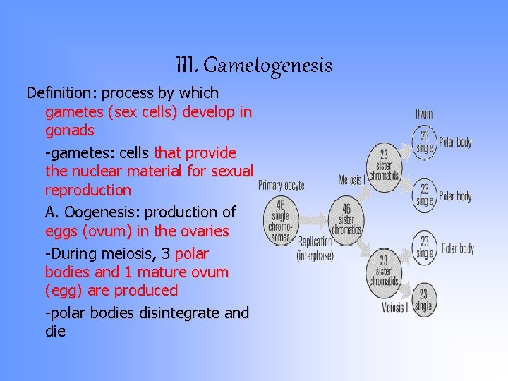 III. Gametogenesis Definition: process by which gametes (sex cells) develop in gonads -gametes: cells III. Gametogenesis Definition: process by which gametes (sex cells) develop in gonads -gametes: cells