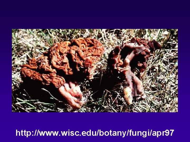 http: //www. wisc. edu/botany/fungi/apr 97 
