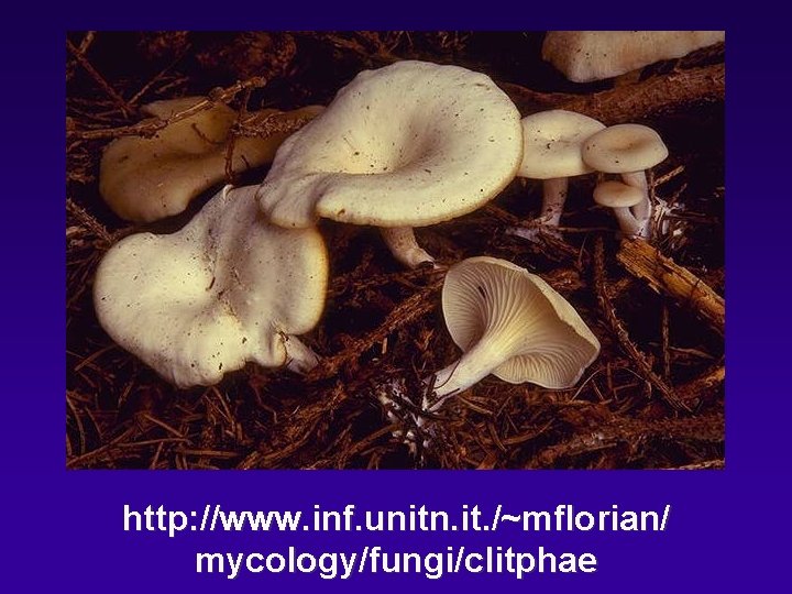 http: //www. inf. unitn. it. /~mflorian/ mycology/fungi/clitphae 