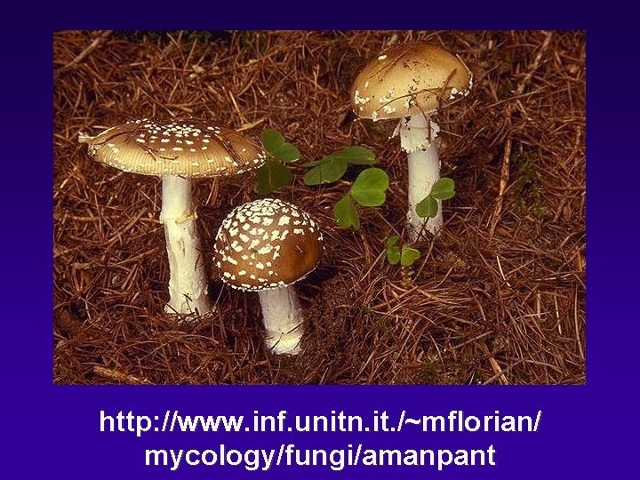 http: //www. inf. unitn. it. /~mflorian/ mycology/fungi/amanpant 