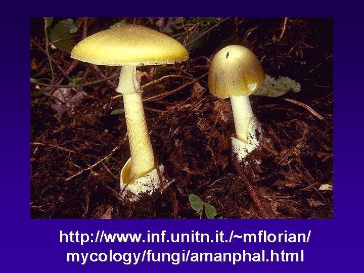 http: //www. inf. unitn. it. /~mflorian/ mycology/fungi/amanphal. html 