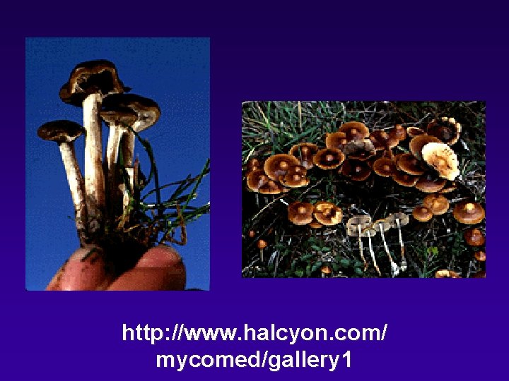 http: //www. halcyon. com/ mycomed/gallery 1 