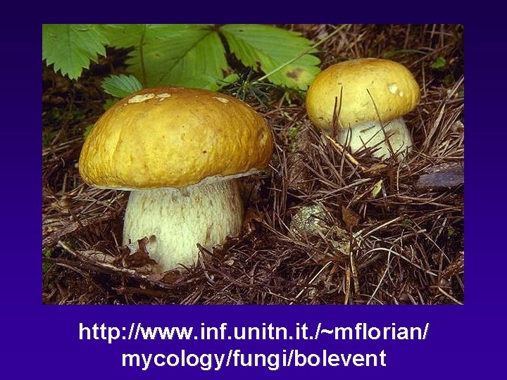 http: //www. inf. unitn. it. /~mflorian/ mycology/fungi/bolevent 